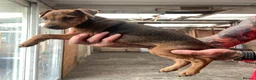 Patterdale Terrier dogs for sale: 2 PATTERDALE TERIER GIRL PUPS  in Ferndale - Advert 7