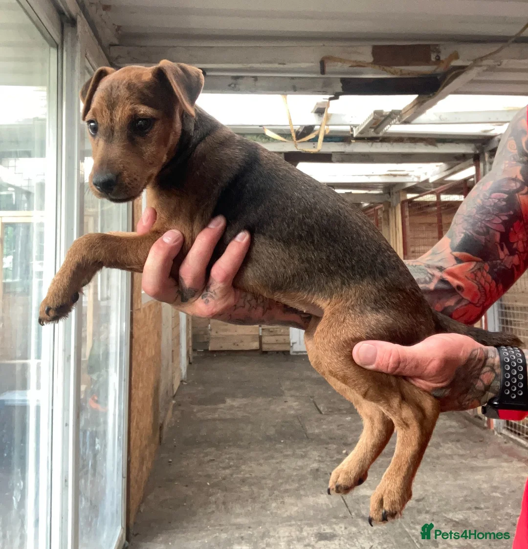 Patterdale Terrier dogs for sale: 2 PATTERDALE TERIER GIRL PUPS  in Ferndale - Advert 7