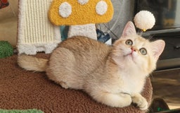Scottish Fold cats for sale: Scottish straight boy ready to leave - Image 14