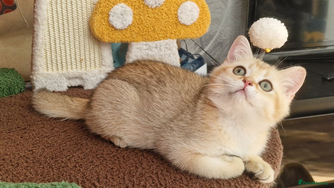Scottish Fold cats for sale: Scottish straight boy ready to leave - Image 14