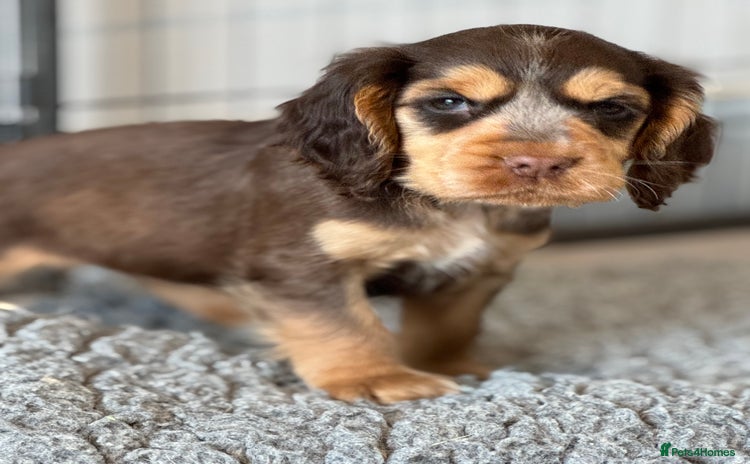 Cocker Spaniel dogs - Advert 15