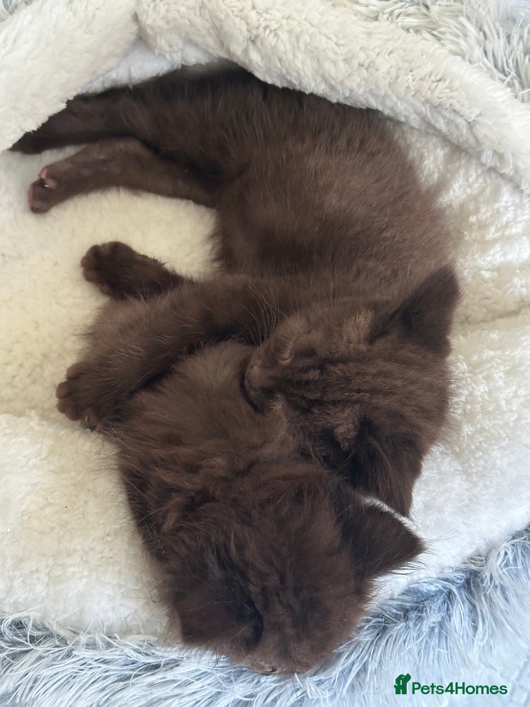 Mixed Breed cats for sale: BSH Ragdoll mix kittens - Advert 6