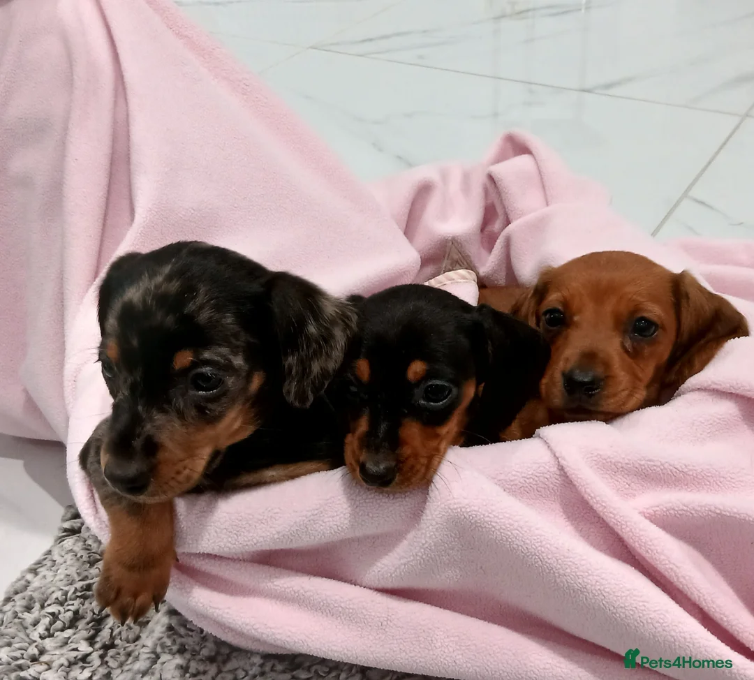 Miniature Dachshund dogs for sale: Miniature dachshund puppy's  - Advert 2