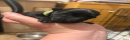 Scottish Terrier dogs for sale: 3 Beautiful KC Registered Scottish Terrier Males🐾 in Stone - Advert 22