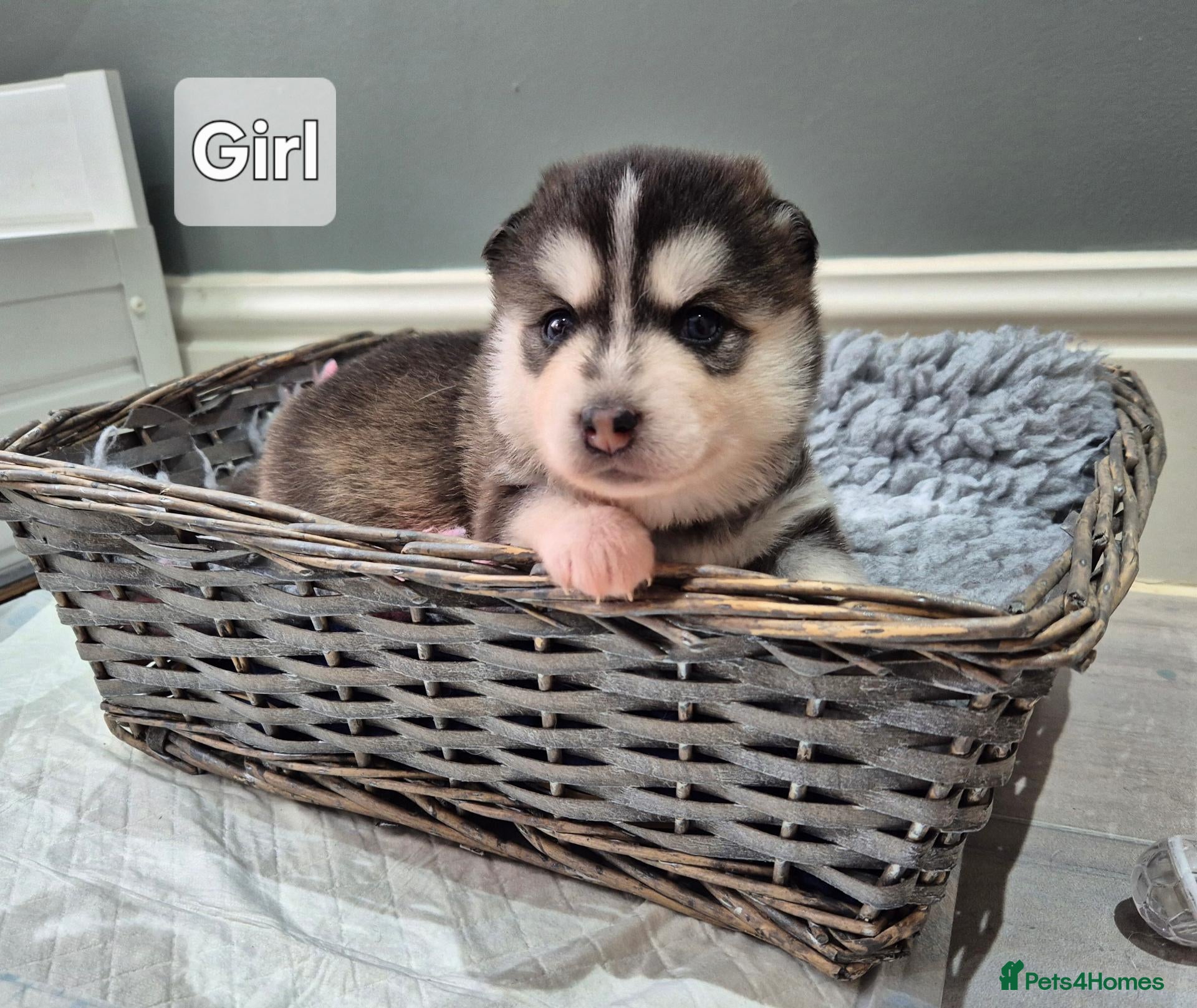 Pomsky dogs Pomsky puppies from Health tested parents - Advert 3