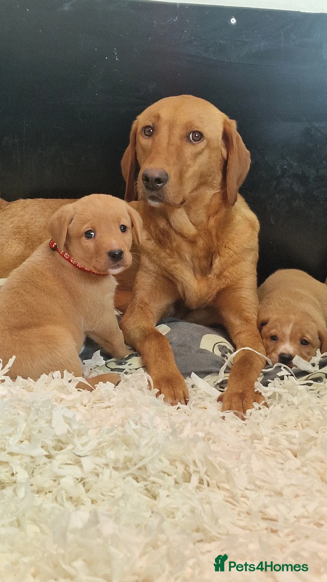 Labrador Retriever dogs for sale: Beautiful Labrador Puppies KC REGISTERED - Advert 1