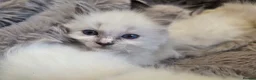 Ragdoll cats for sale: 🏆GCCF REG. EXTENSIVELY TESTED RAGDOLL KITTENS🌟 - Advert 14