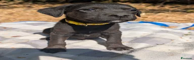 Mixed Breed 7