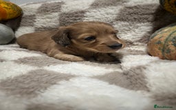Miniature Dachshund dogs for sale: 5 Beautiful Long Haired Miniature Daschund’s   - Image 9