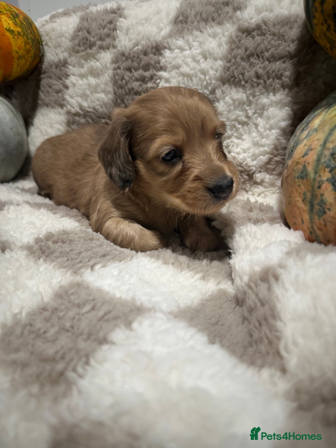 Miniature Dachshund dogs for sale: 5 Beautiful Long Haired Miniature Daschund’s   - Image 9