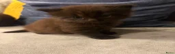 Mixed Breed cats for sale: Beautiful Kittens For Sale - Advert 8