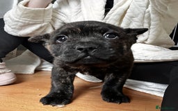 Mixed Breed dogs for sale: Beautiful French chows ready to leave!  - Image 7