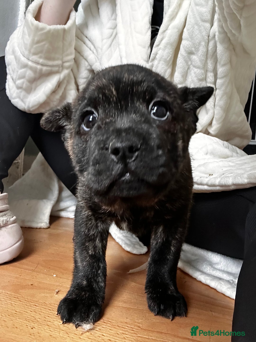 Mixed Breed dogs for sale: Beautiful French chows ready to leave!  - Image 7