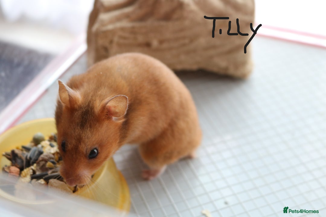 Hamster rodents for sale: Syrian Hamsters - various ages and cage - Image 19