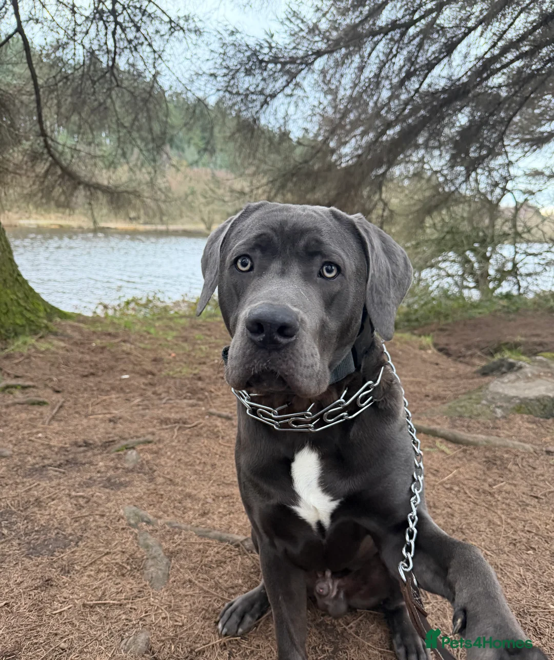 Cane Corso dogs for sale: 8 months old cane corso male  - Advert 1