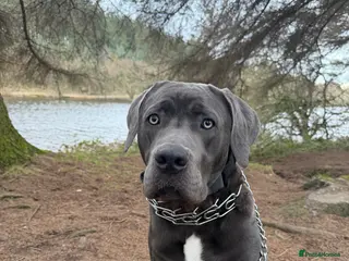 Cane Corso dogs 8 months old cane corso male - Advert 1