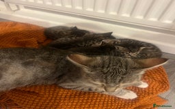Mixed Breed cats for sale: 5 tabby/bengal kittens  - Image 12