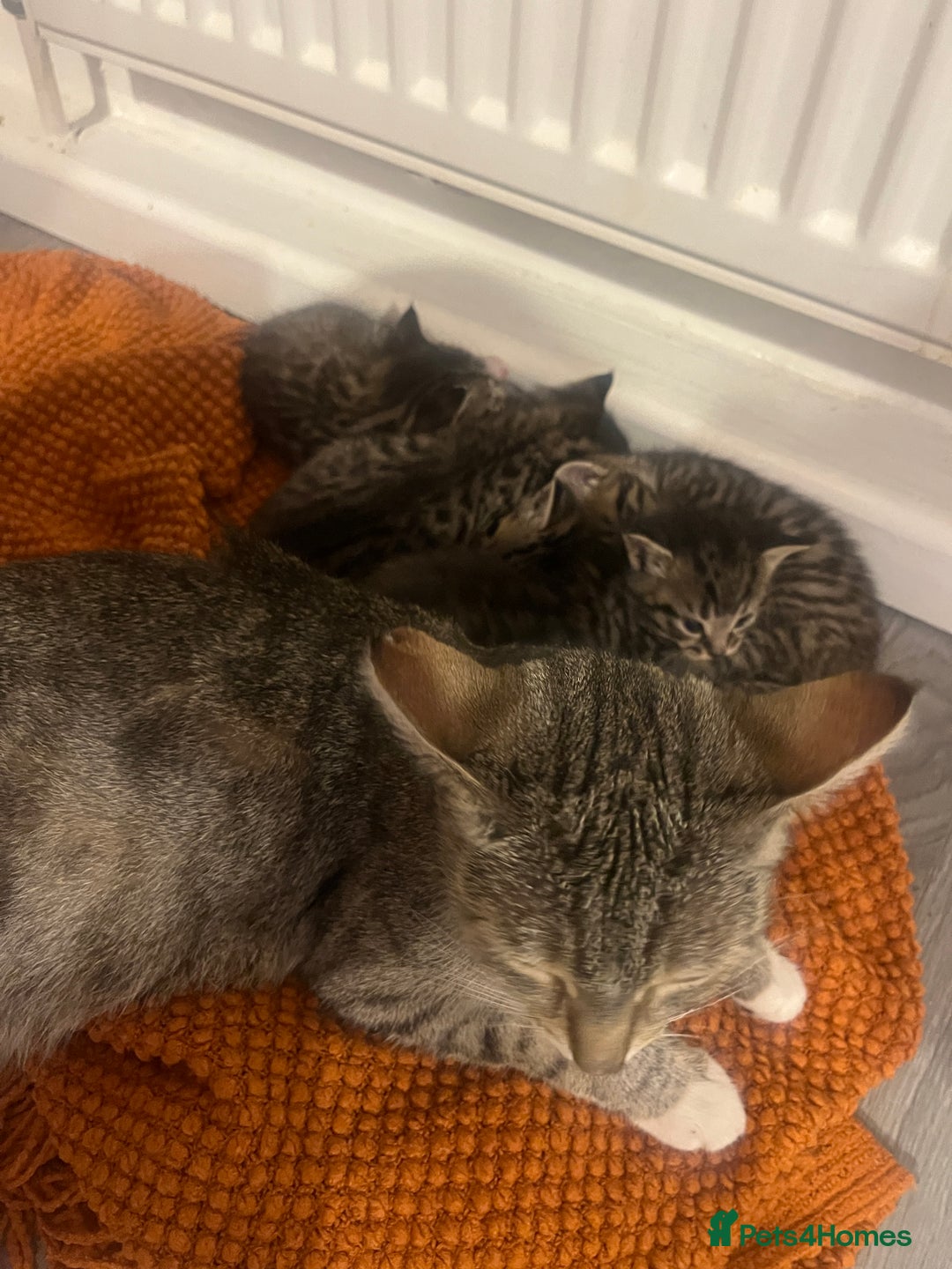 Mixed Breed cats for sale: 5 tabby/bengal kittens  - Image 12