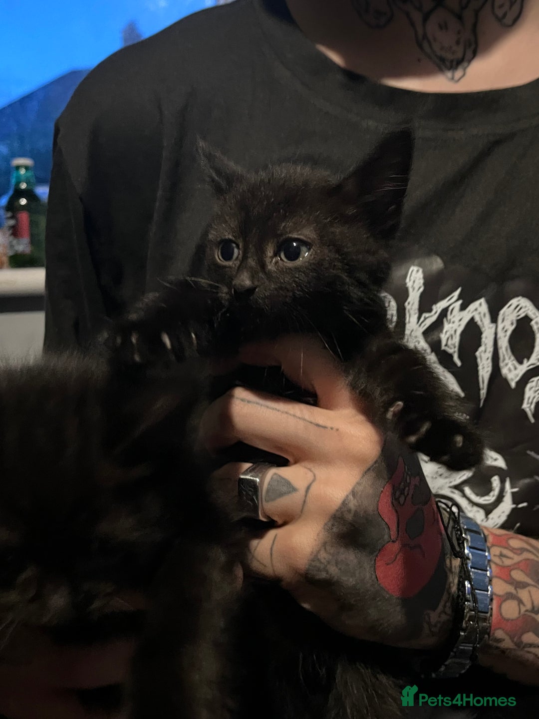 British Shorthair cats for sale: FREE 3 black kittens  - Image 2