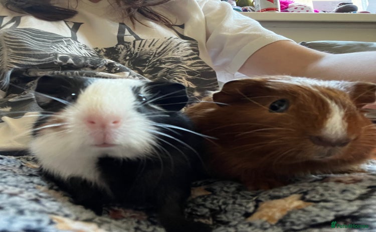 Guinea Pig rodents - Advert 3