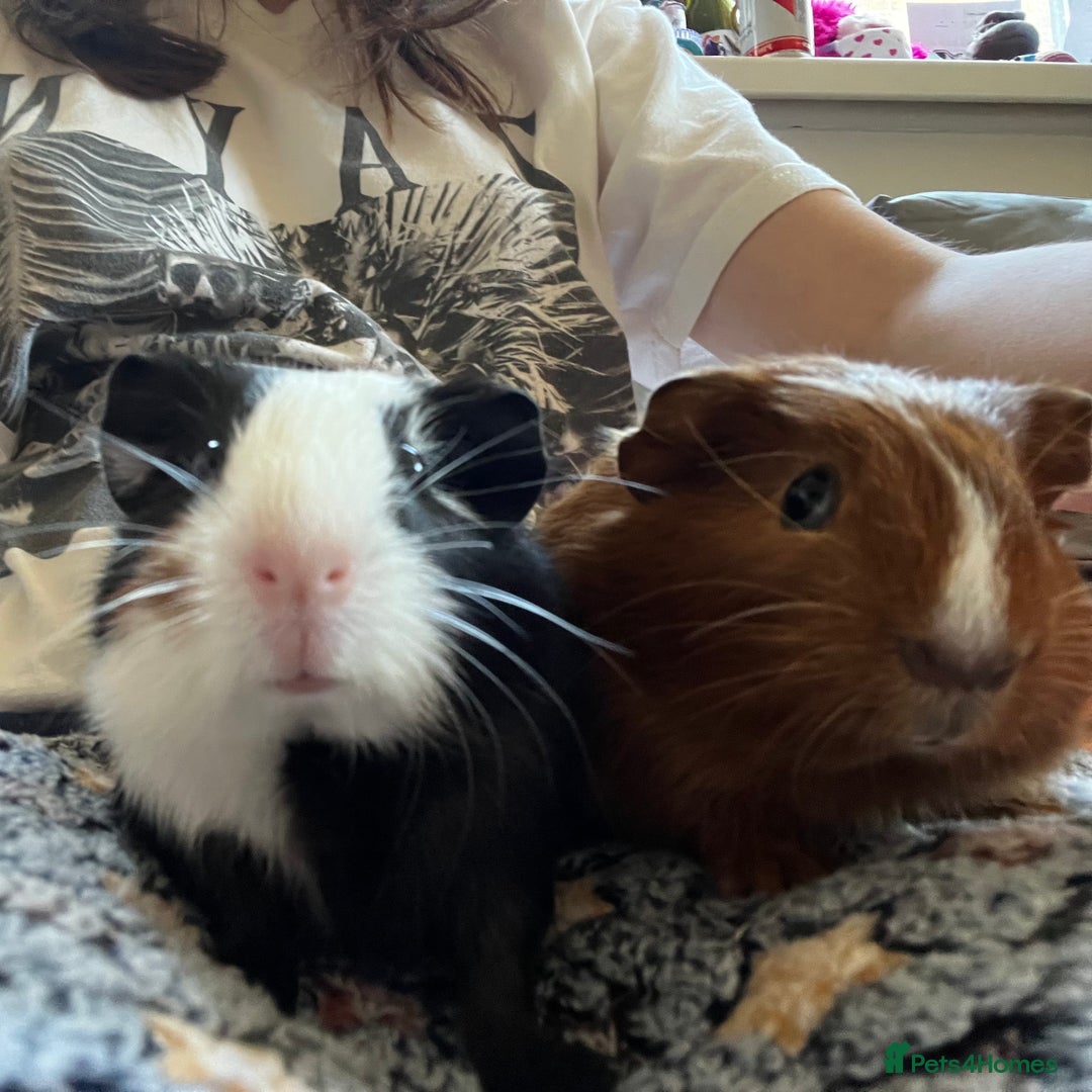 Guinea Pig rodents for sale: Bonded Male Guinea Pigs for Rehoming - Image 1