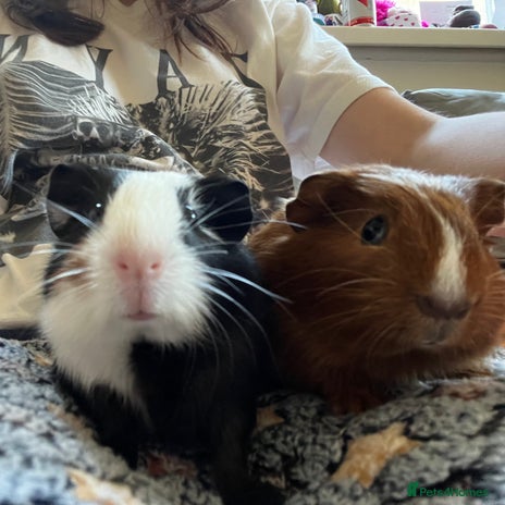 Guinea Pig rodents - Advert 10