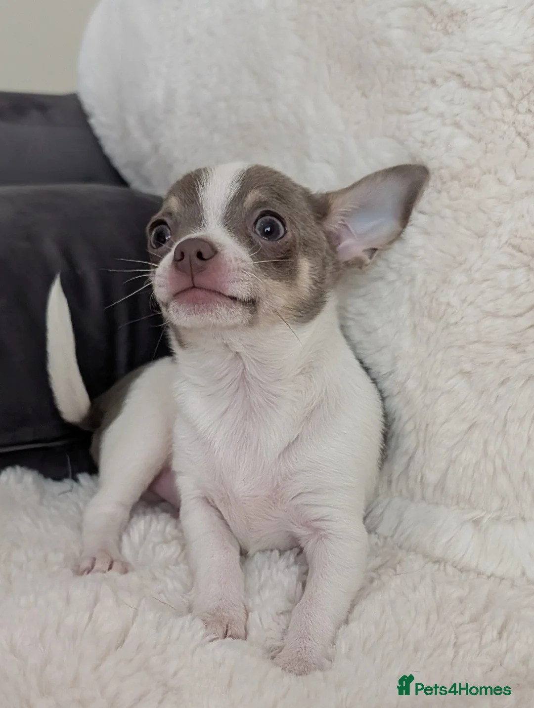 Chihuahua dogs for sale: KC reg chihuahua boys left  - Advert 13