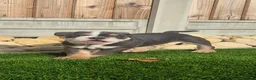 Olde English Bulldogge dogs for sale: Olde English Bulldogges. Blue merles and tri's  in Leicester - Advert 11