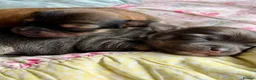 Chorkie dogs for sale: Miniature Chorkie Boys - Advert 14
