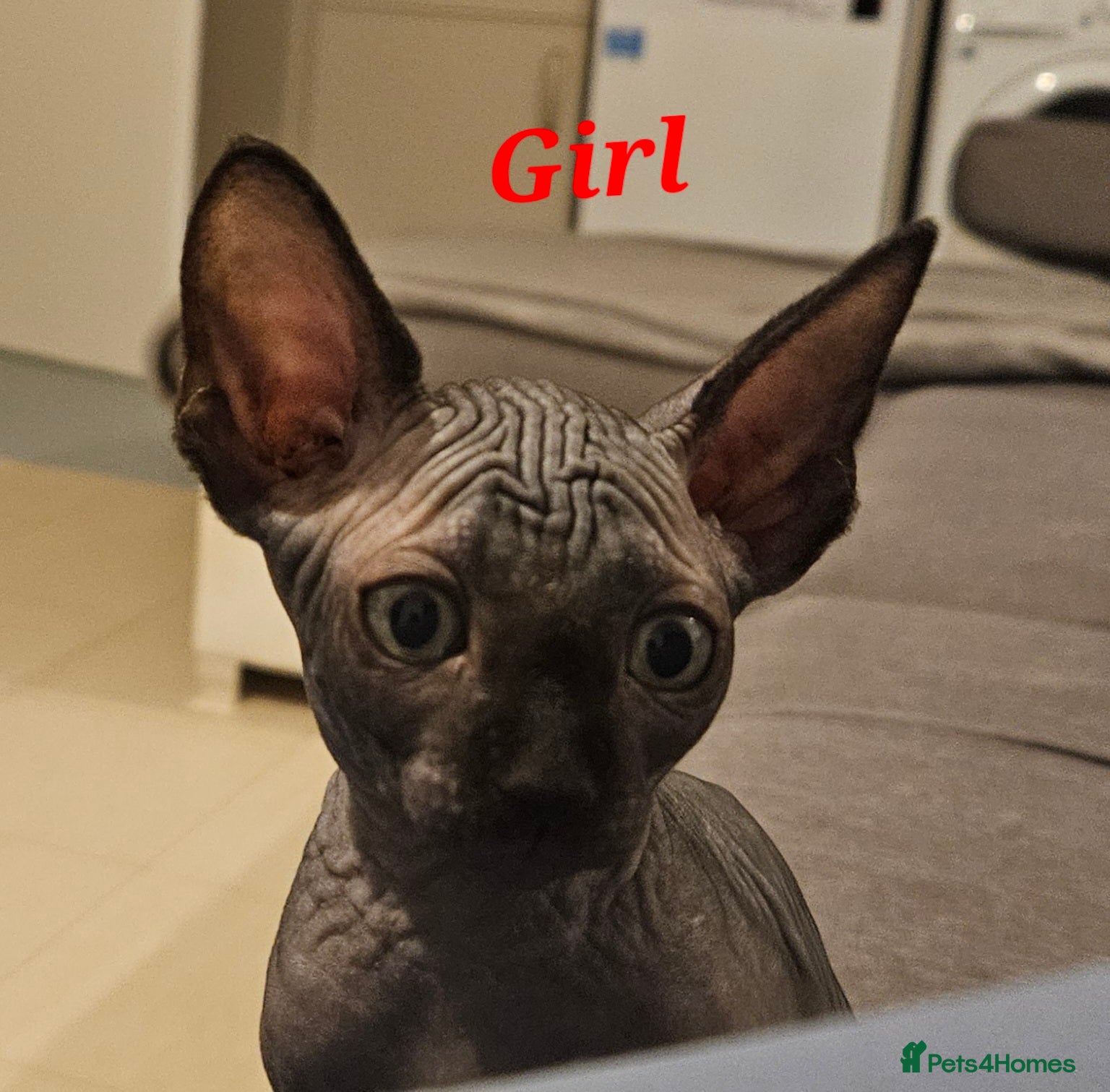 Sphynx cats Beautiful sphynx kittens - Advert 2