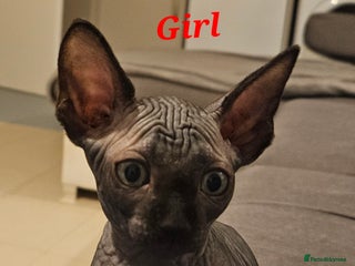 Sphynx cats Beautiful sphynx kittens - Advert 4