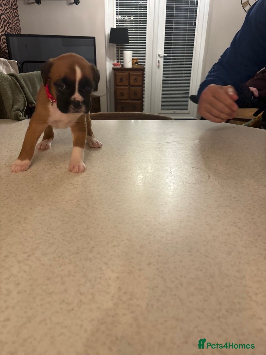 Boxer dogs for sale: Boxer puppies 5 bitches 1 boy  - Advert 23