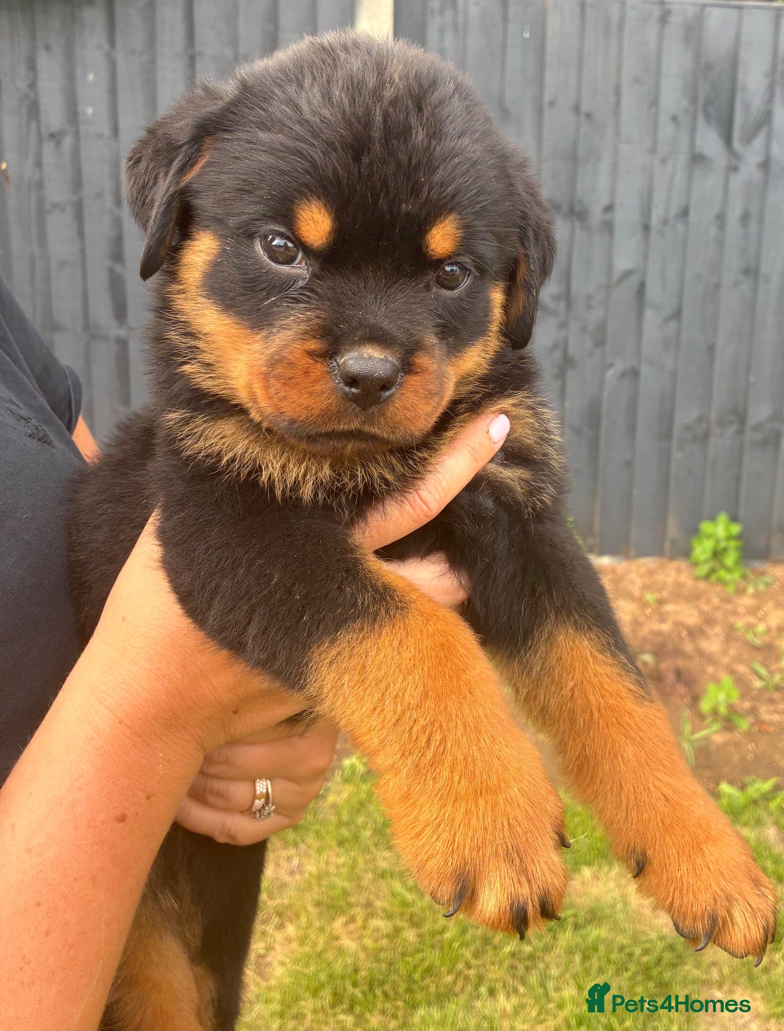 Rottweiler dogs 🏆🐾 5STAR BREEDERS🐾🏆KC REG READY FRIDAY 3BOYS💙 - Advert 15