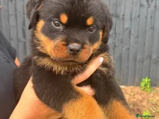 Rottweiler dogs 🏆🐾 5STAR BREEDERS🐾🏆KC REG READY FRIDAY 3BOYS💙 - Advert 15