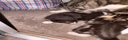 Domestic Shorthair cats for sale: domestic short hair kittens for sale  - Advert 6