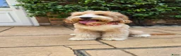 Australian Labradoodle dogs for stud: HIP 0/0 ELBOW 0/0! 100% AUSTRALIAN LABRADOODLE - Advert 7