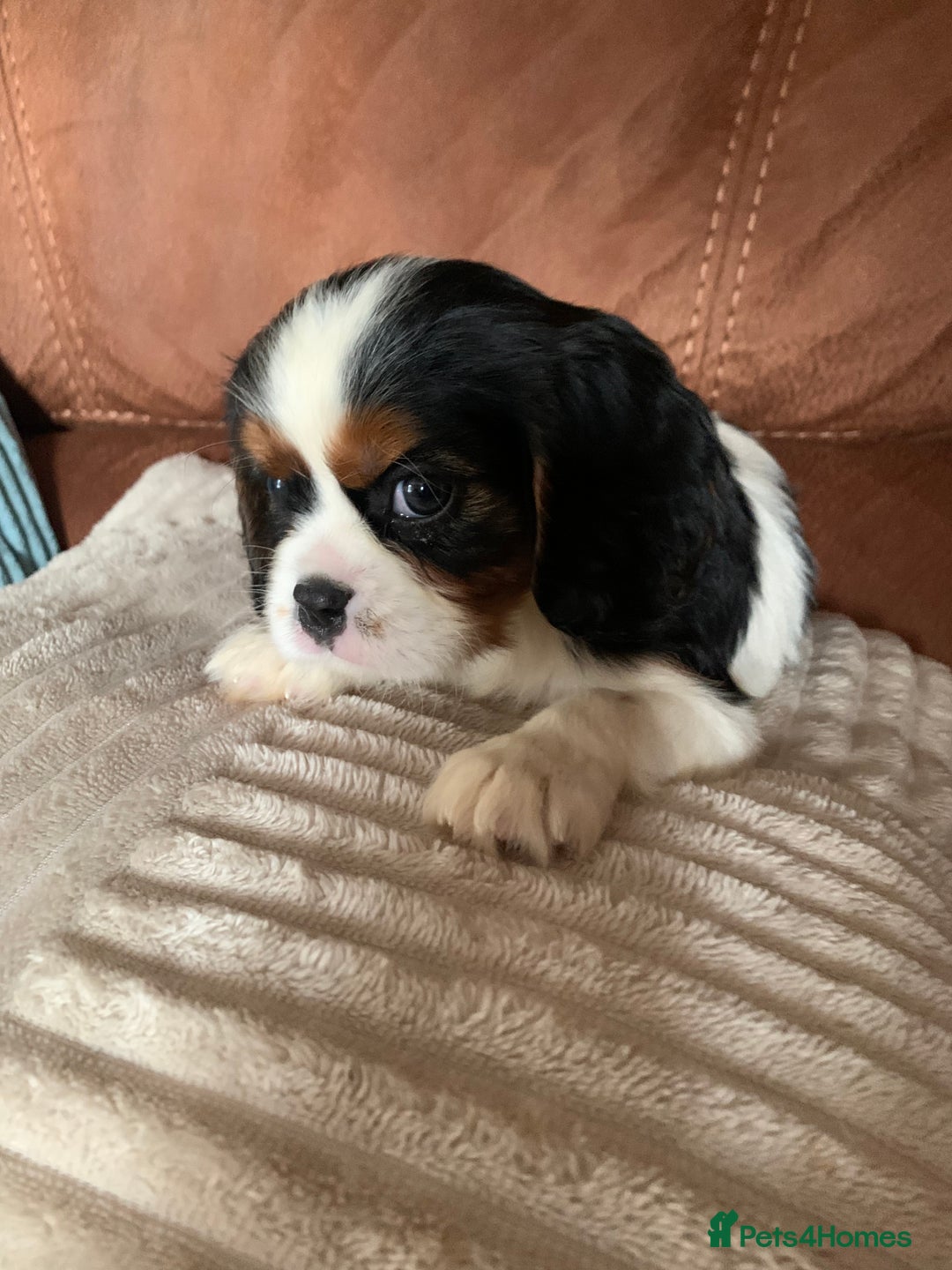 Cavalier King Charles Spaniel dogs for sale: Cavalier King Charles spaniel  - Image 4