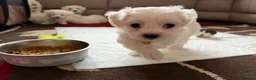 Maltese dogs for sale: KC registered Maltese boy  - Advert 13