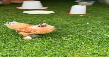 Chickens poultry - Advert 11