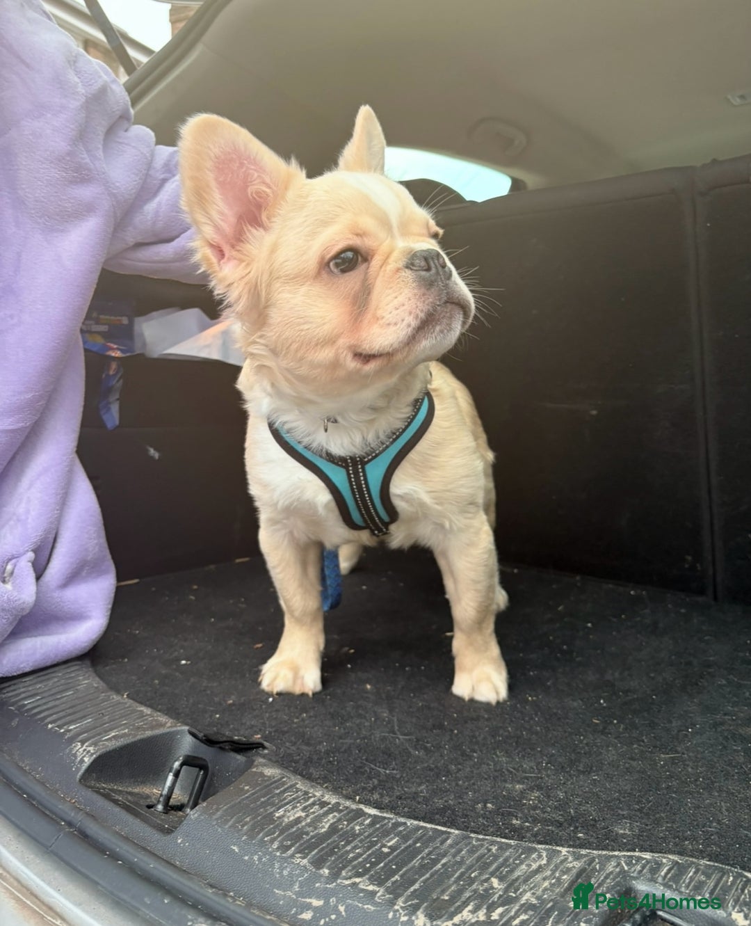 French Bulldog dogs for sale: 1 boy left fluffy cream boy carrying pink   - Advert 14