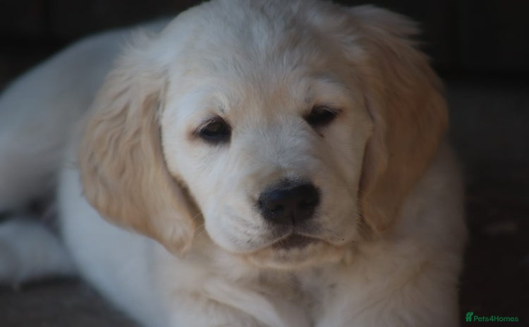 Golden Retriever dogs - Advert 1