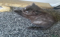 Mixed Breed cats for sale: Mainecoon and british shorthair mix  - Image 12
