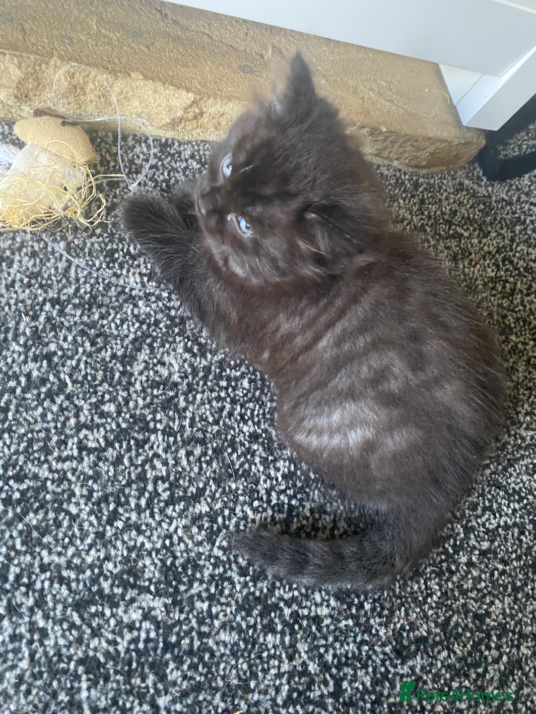 Mixed Breed cats for sale: Mainecoon and british shorthair mix  - Image 12
