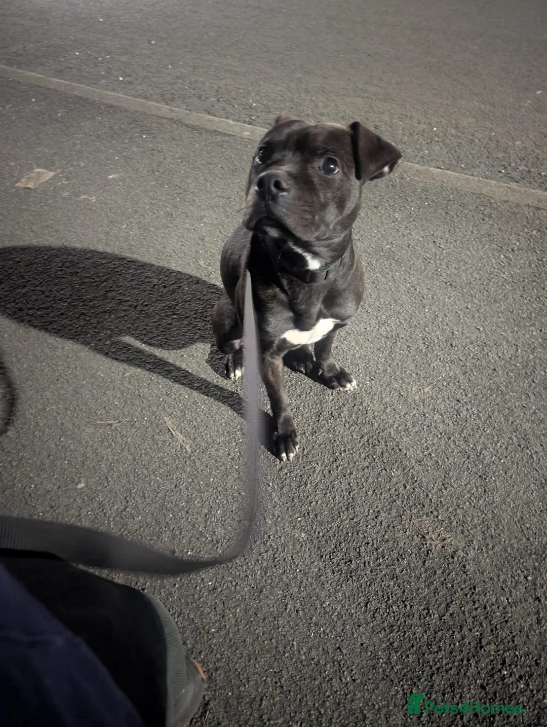 Mixed Breed dogs for sale: staffy cross looking for new home  - Advert 7