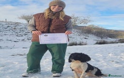 English Springer Spaniel dogs for sale: Puppy (male) KC ESS with titled parents FTW x FTAW - Image 9