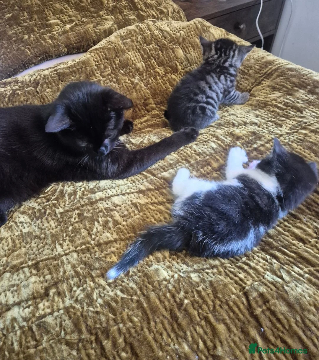 British Shorthair cats for sale: 3 Gorgeous Kittens looking for their forever homes - Advert 14