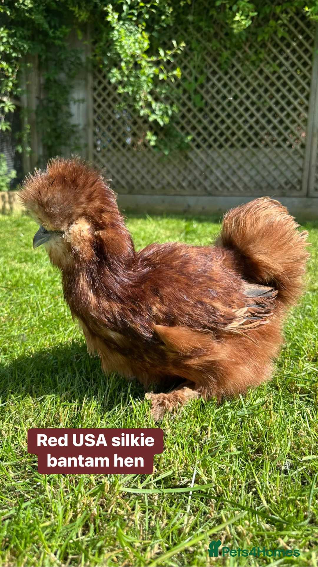 Chickens poultry for sale: Bantam hens at point of lay in Colchester - Advert 2