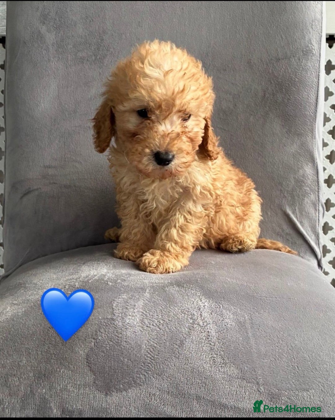 Miniature Poodle dogs for sale: 🐩 Ready Now 🐩 miniature poodles 🐩  - Advert 5