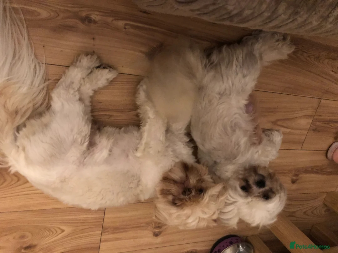 Shih Tzu dogs for stud: Pure breed male shih tzu stud  in Milton Keynes - Advert 3