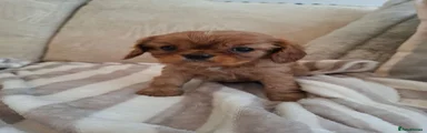 Cavalier King Charles Spaniel 3